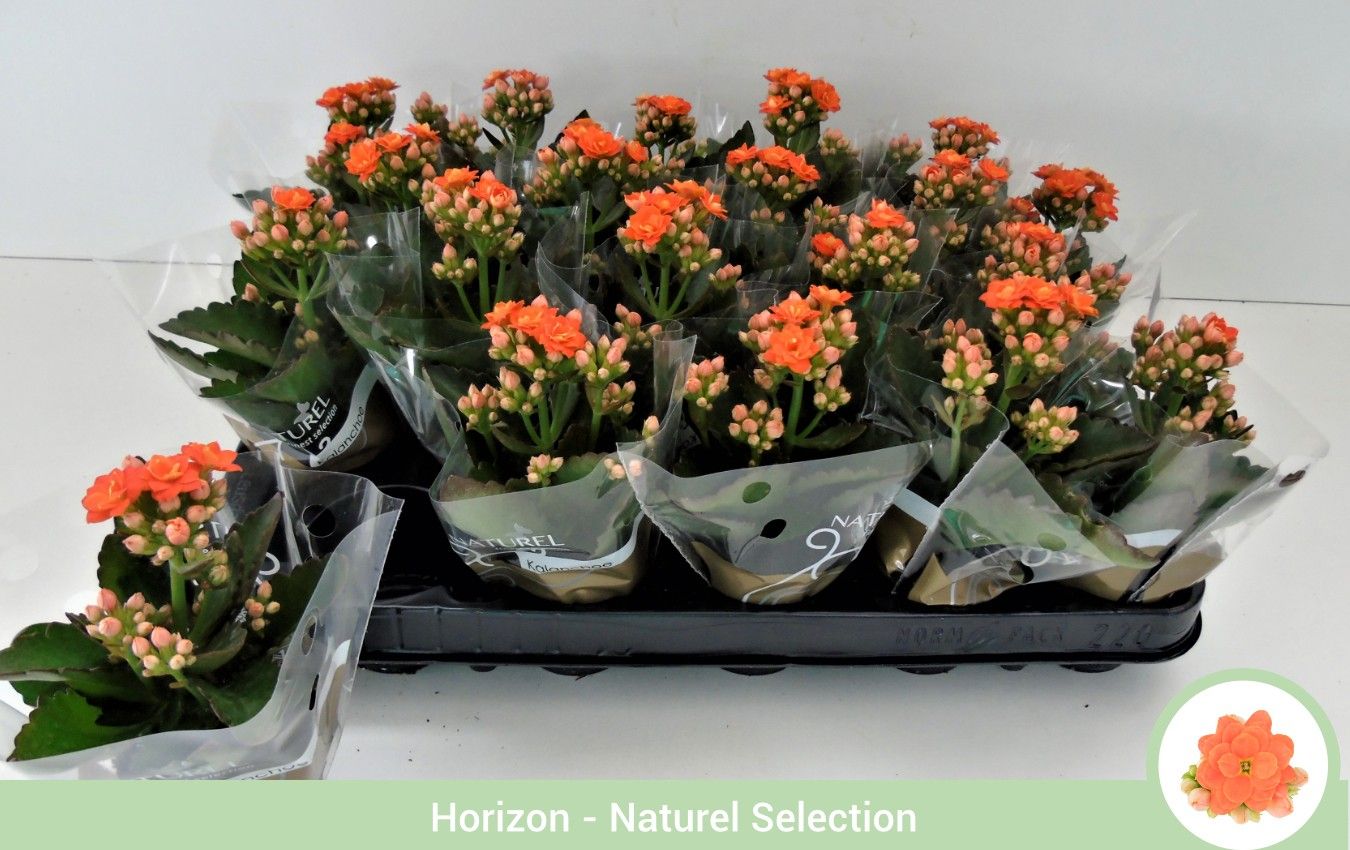 Kalanchoë dubbelbloemig ORANJE (Queen Genetics) - hoes, D 6