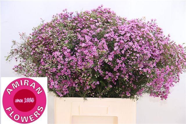 Шамелациум Принц 70, шт.