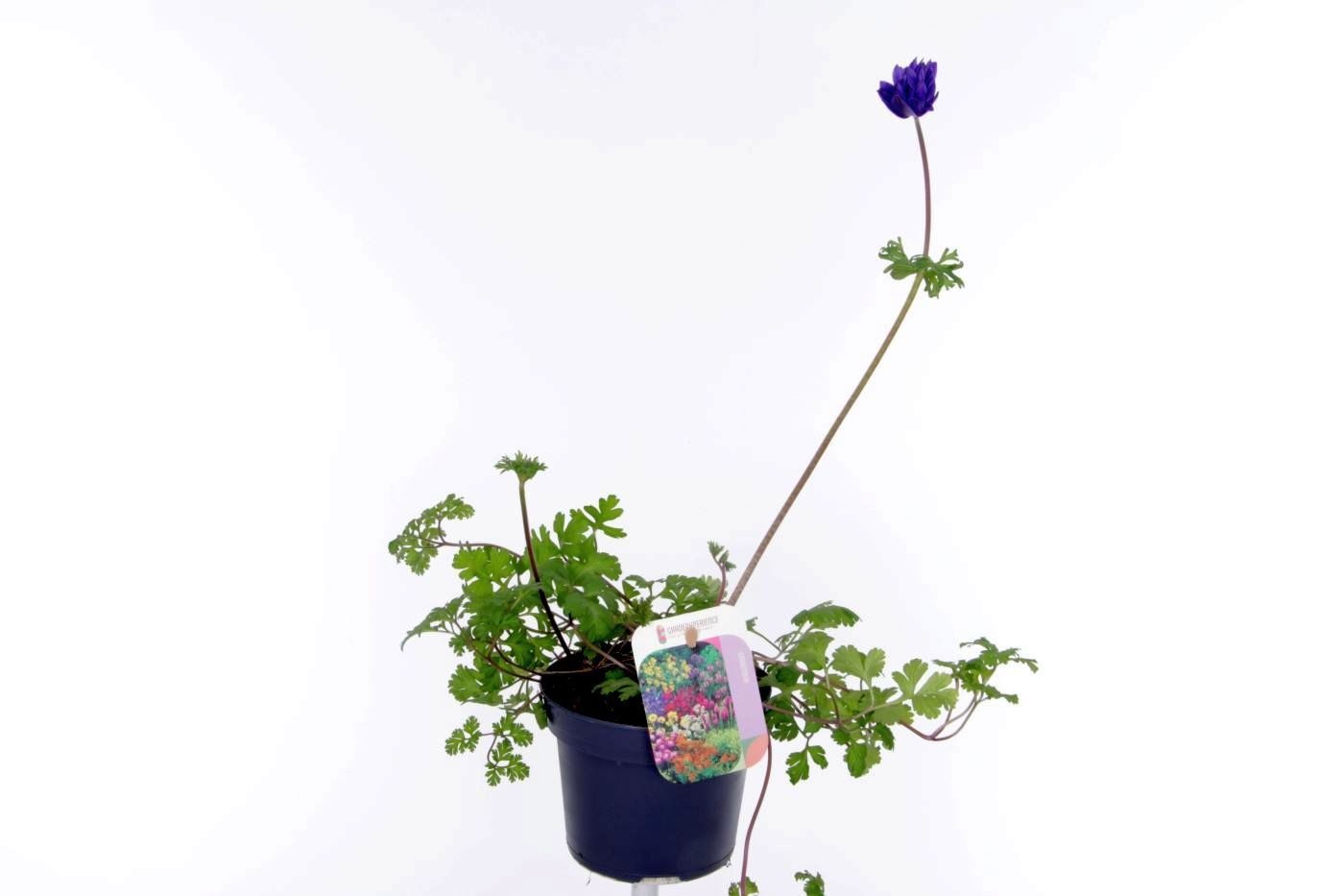 Anemone coronaria Animo Double Blue, D 13