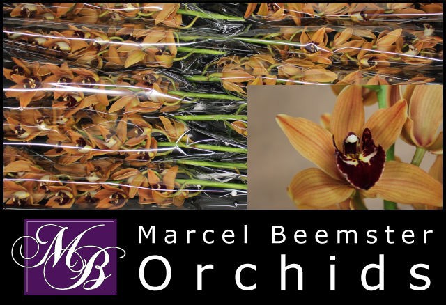 Цимбидиум мини Овериг x10 60, шт.