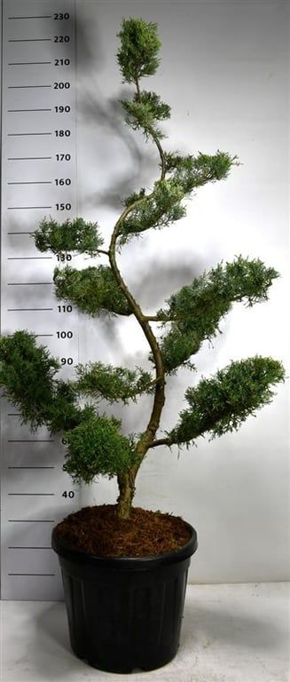 Juniperus pf. 'Pfitzeriana Glauca', D 48 cm