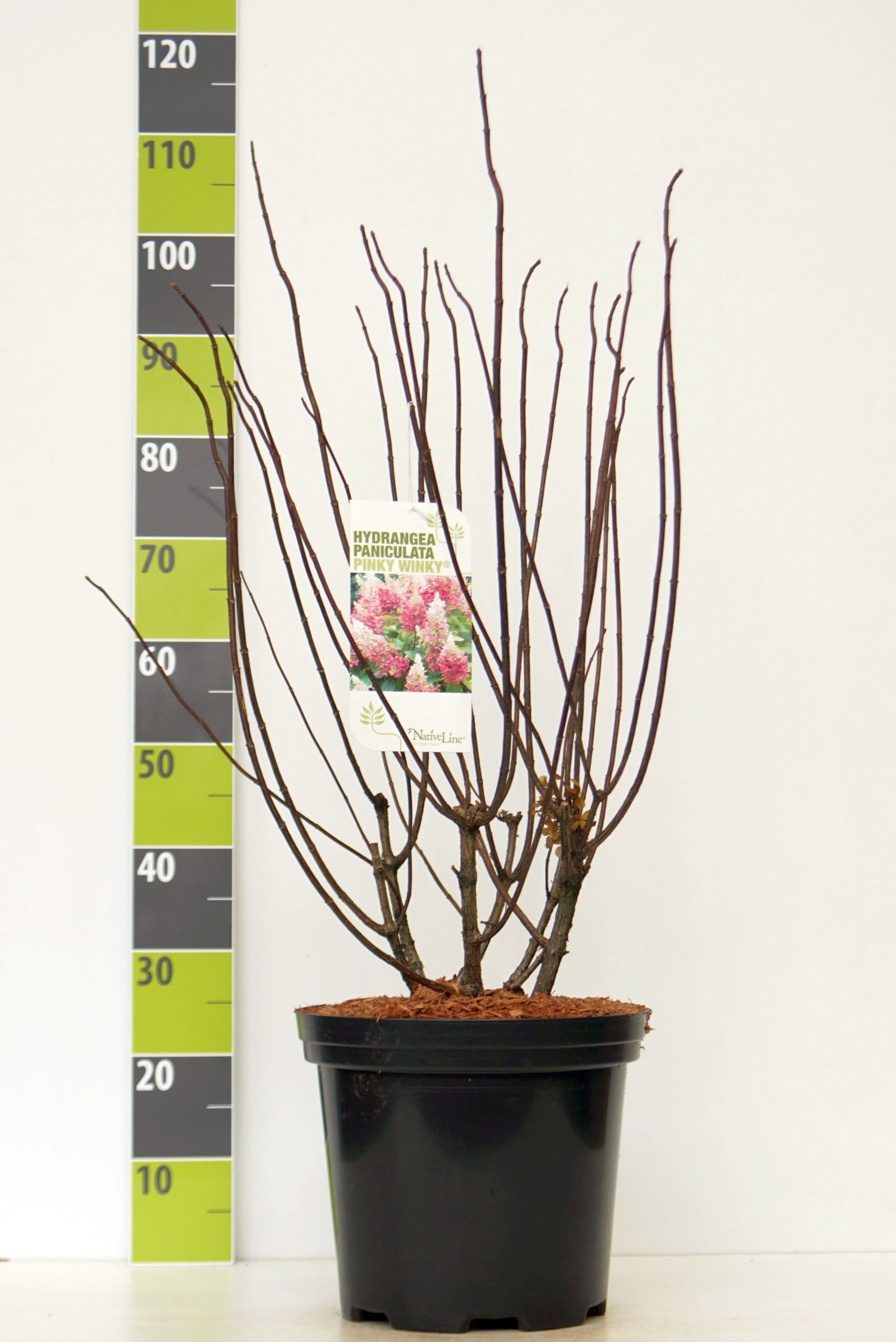 Hydrangea paniculata 'Pinky Winky' C 12, D 30
