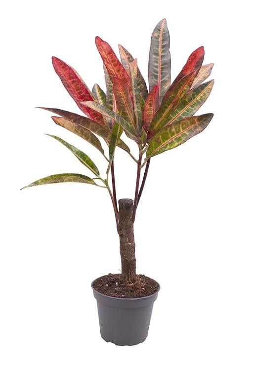 CODIAEUM VARIEGATUM 'EXCURRENS' 5701, D 6