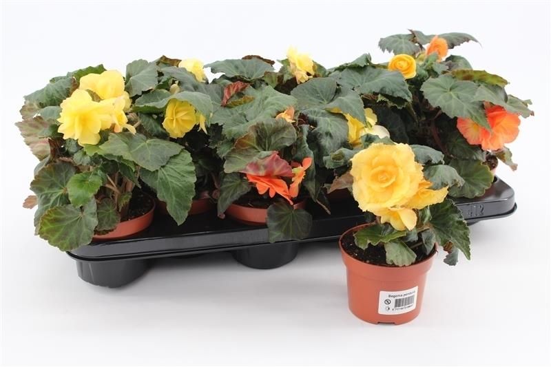 Begonia Tenella Yellow, D 10,5