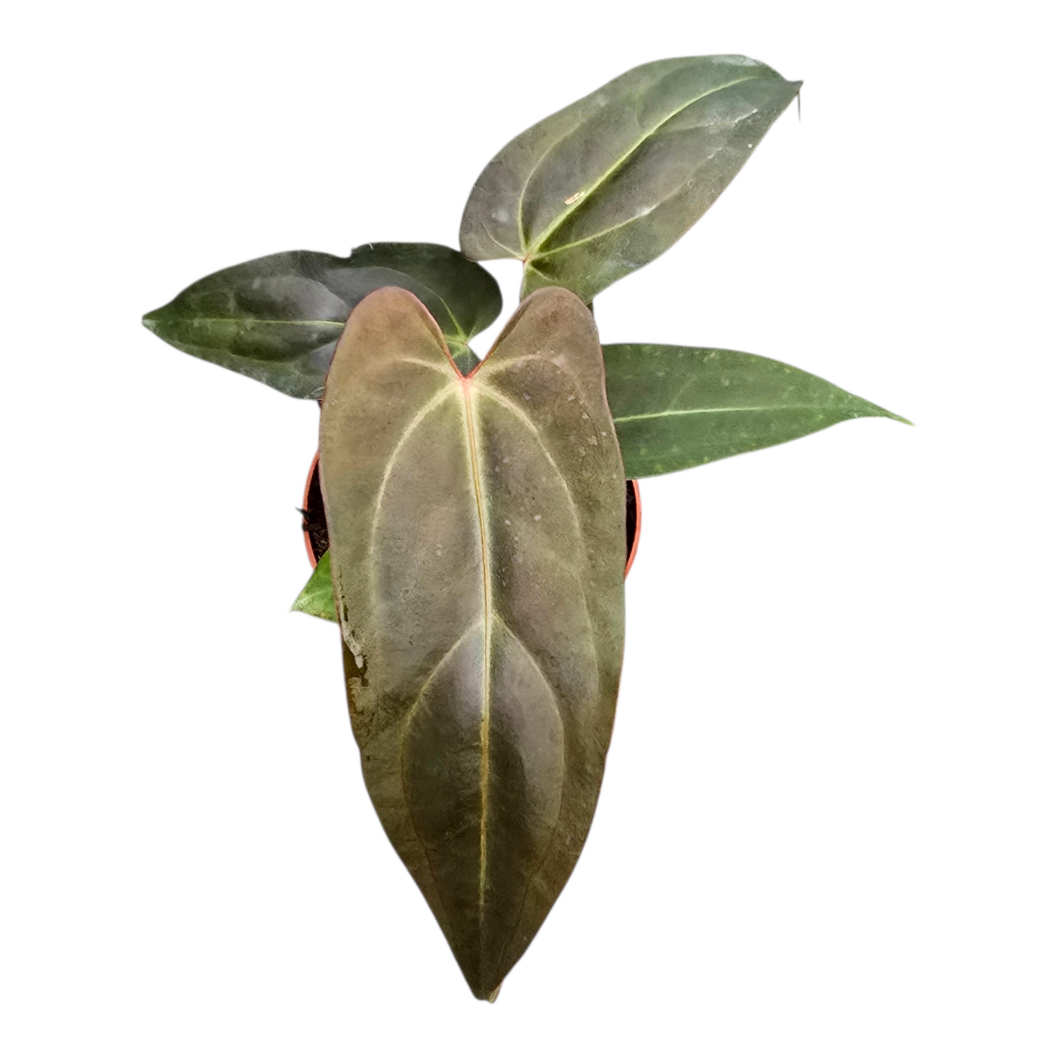 DocBlock Anthurium Dark & Handsome® '9' X Dark & Handsome® '9', D 9