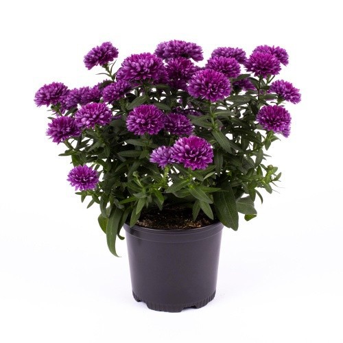 ASTER-HYBRID 'REGENT BORDEAUX', D 11 cm