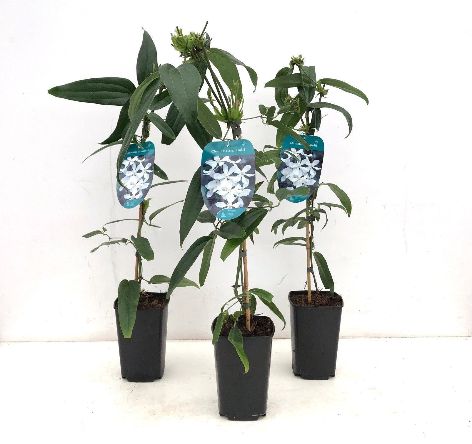 Clematis armandii 50-60 P14/C2 Full CC, D 14