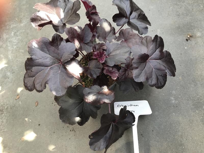 HEUCHERA-HYBRID 'OBSIDIAN', D 12 cm