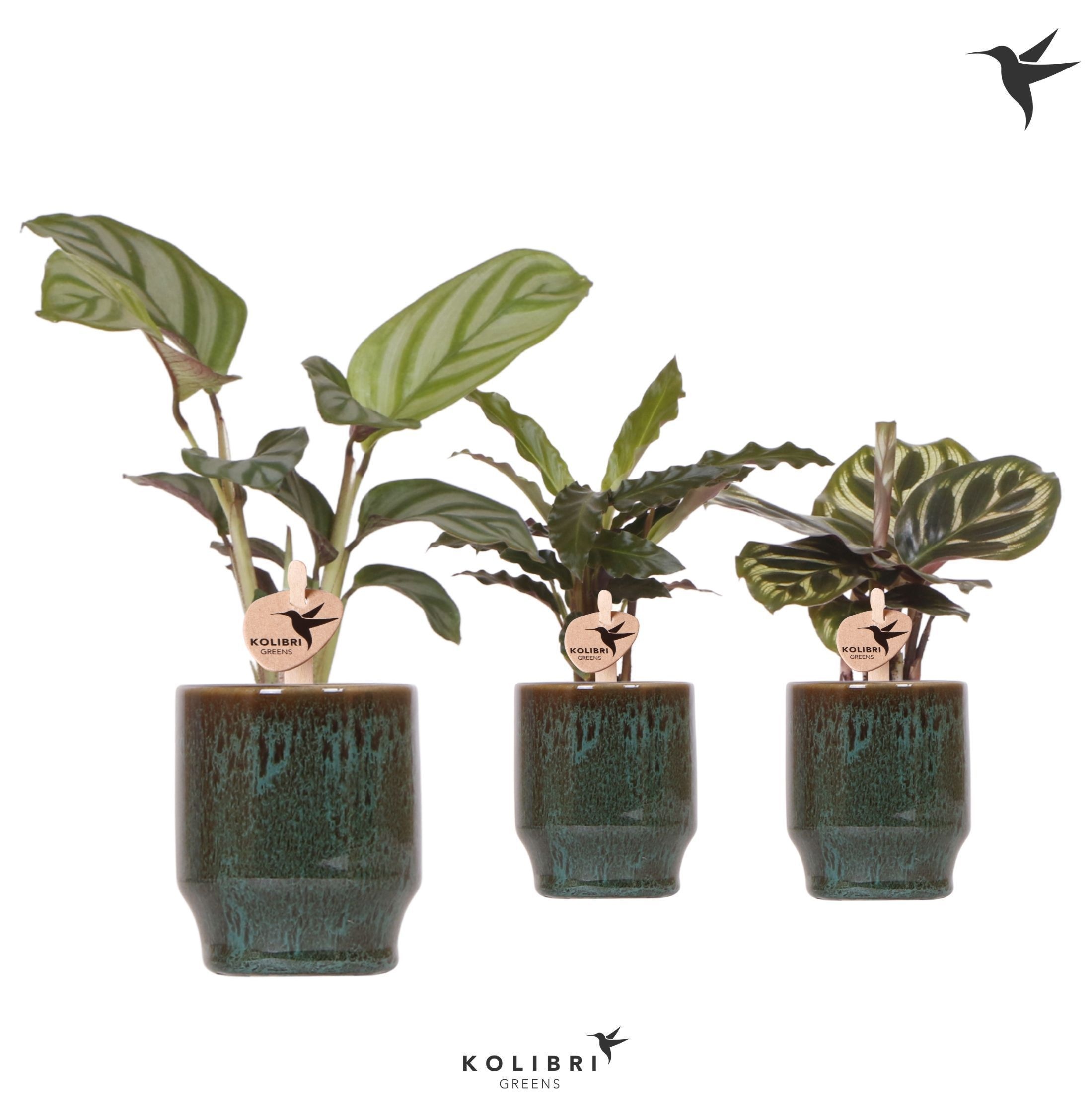 Kolibri Greens Calathea mix in Classy pot green, D 6 cm Kolibri Greens Calathea mix in Classy pot green, D 6 cm