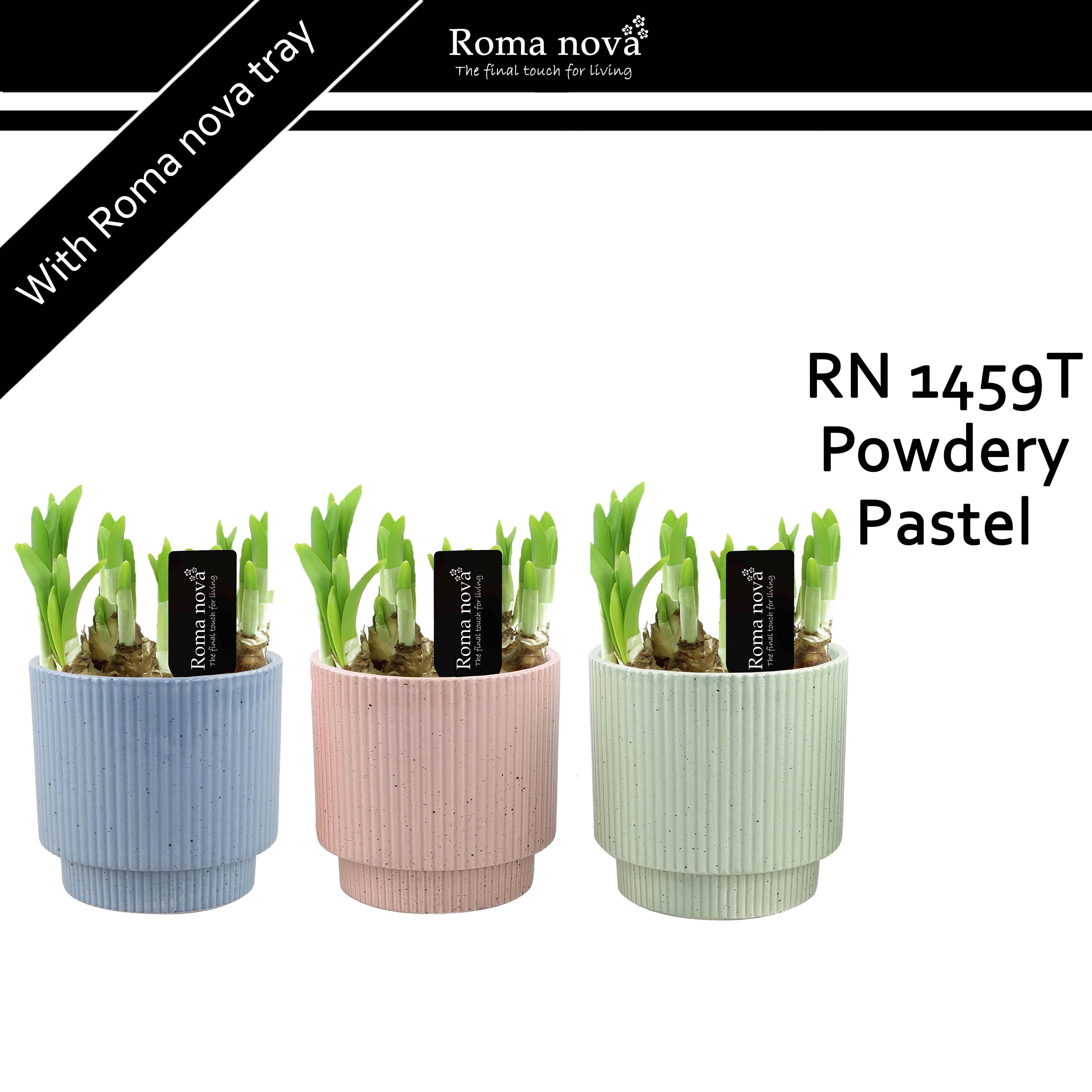 1459T - Powdery Pastel (Tete a Tete), D 12