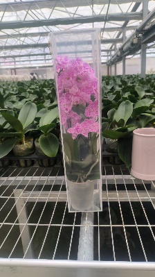 Фалаенопсис Чинесе Микс 2 пп 9 40-70 9 40 (WG0770)