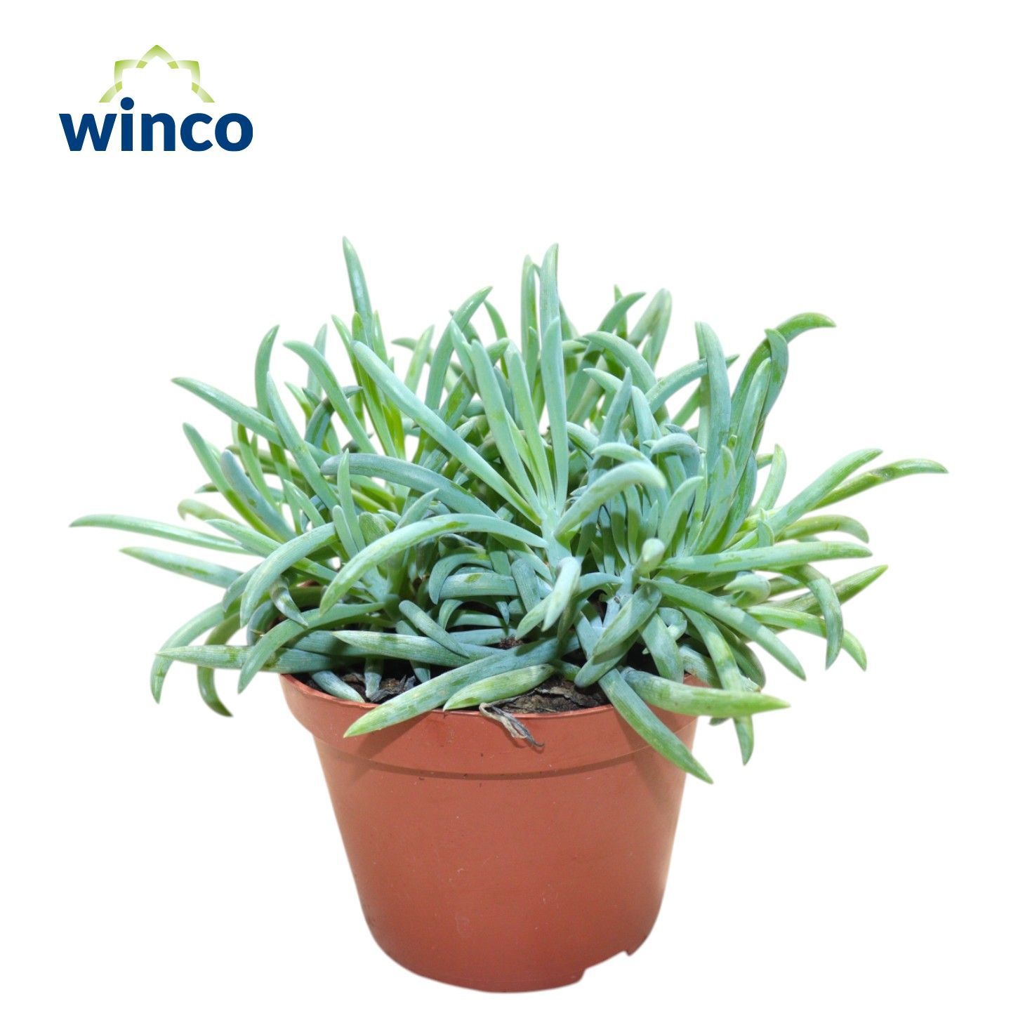 Senecio Kilimanjaro, D 12 cm Senecio Kilimanjaro, D 12 cm
