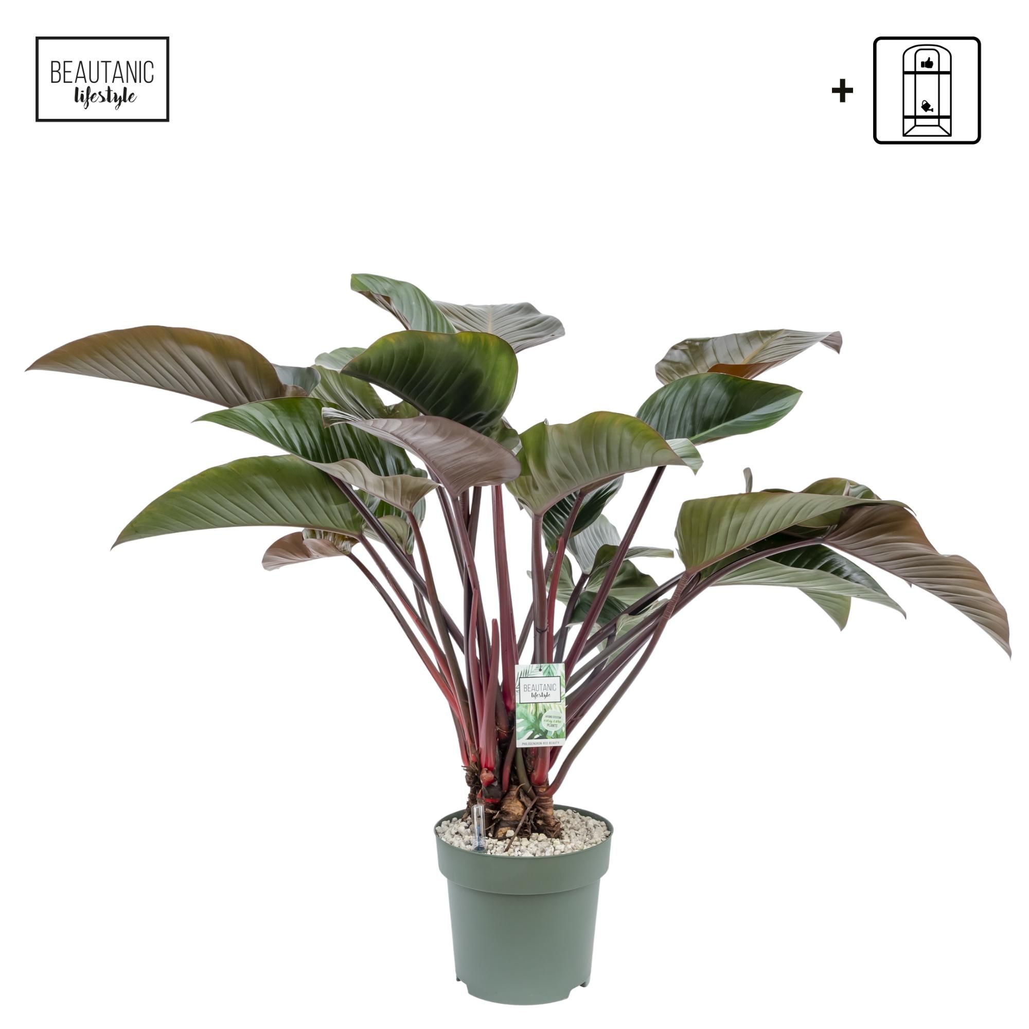 Philodendron Red Beauty, D 30 cm