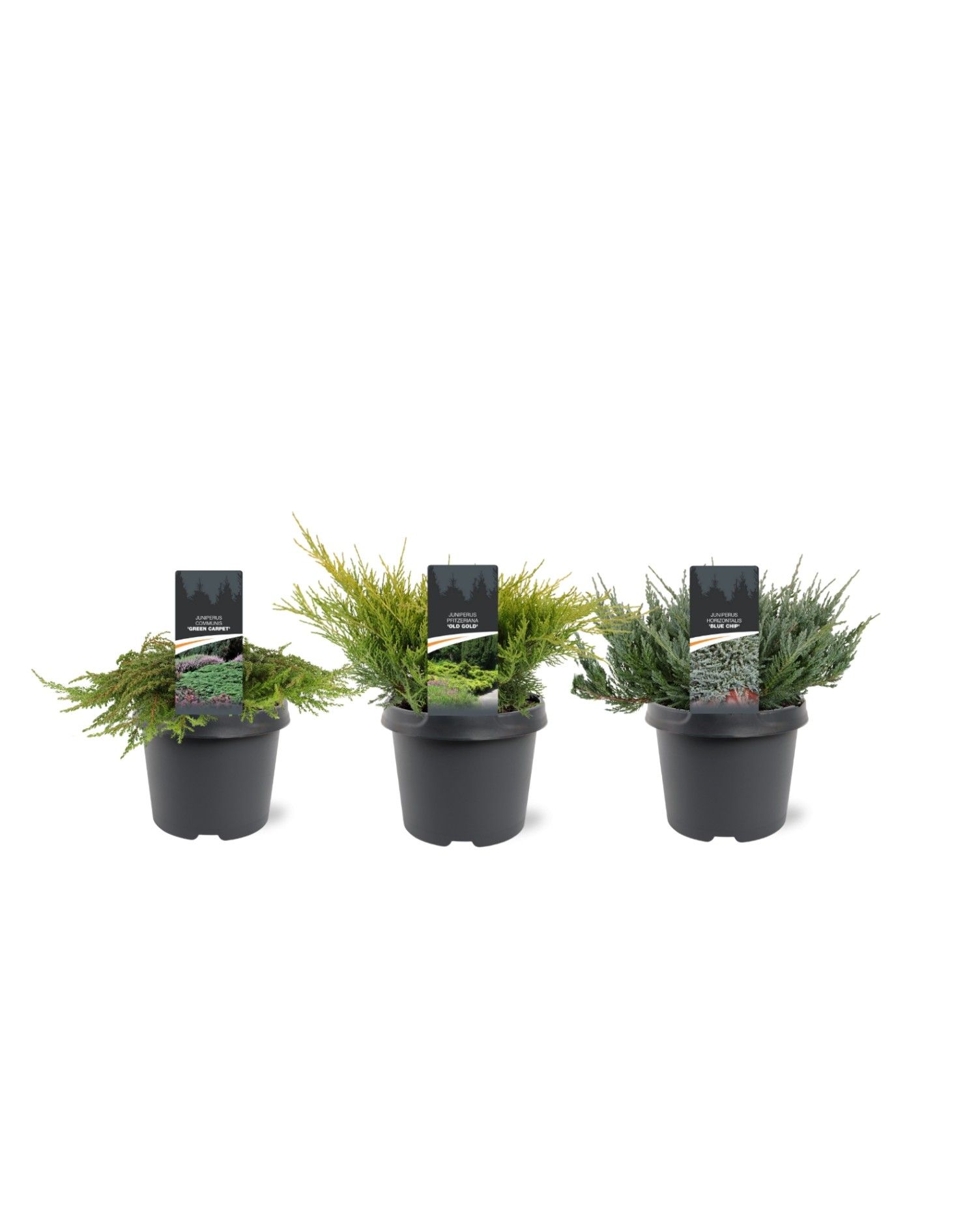 Juniperus Ground-Cover mix C3, D 19 cm Juniperus Ground-Cover mix C3, D 19 cm