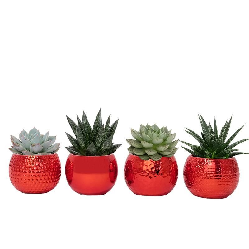 Twinkle Red with Succulent mix, D 6