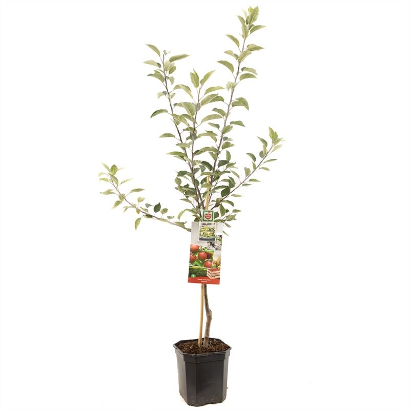 Malus dom. Gloster laagstam Najaarsappel, D 24