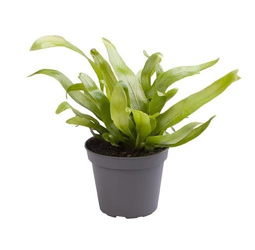 ASPLENIUM ANTIQUUM, D 6