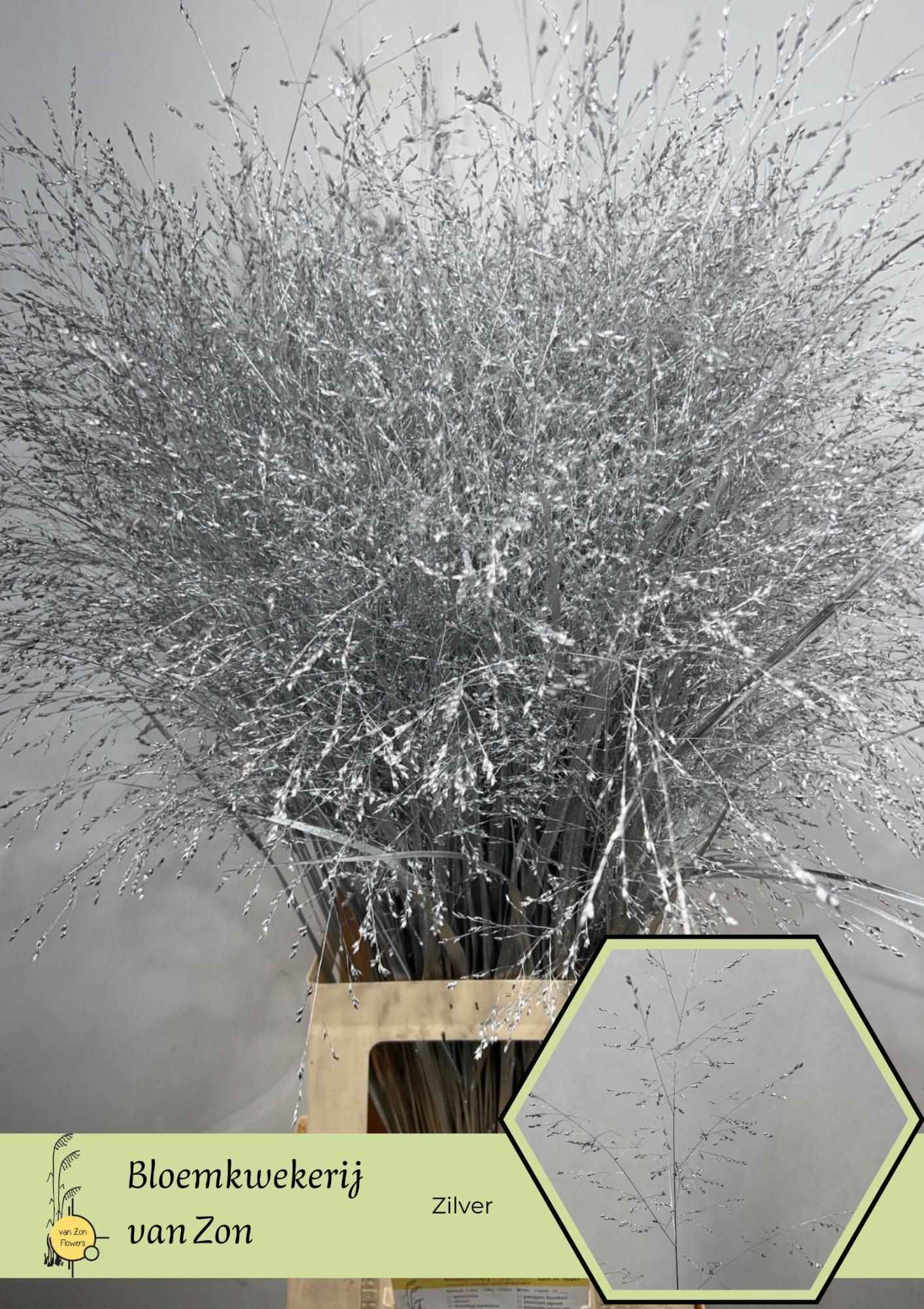 Сирграс Овериг Крашеный (краш. ) 95, шт.