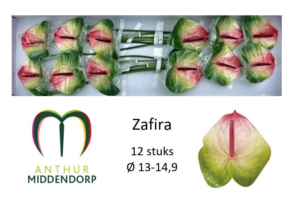 Антуриум Зафира x12, шт.