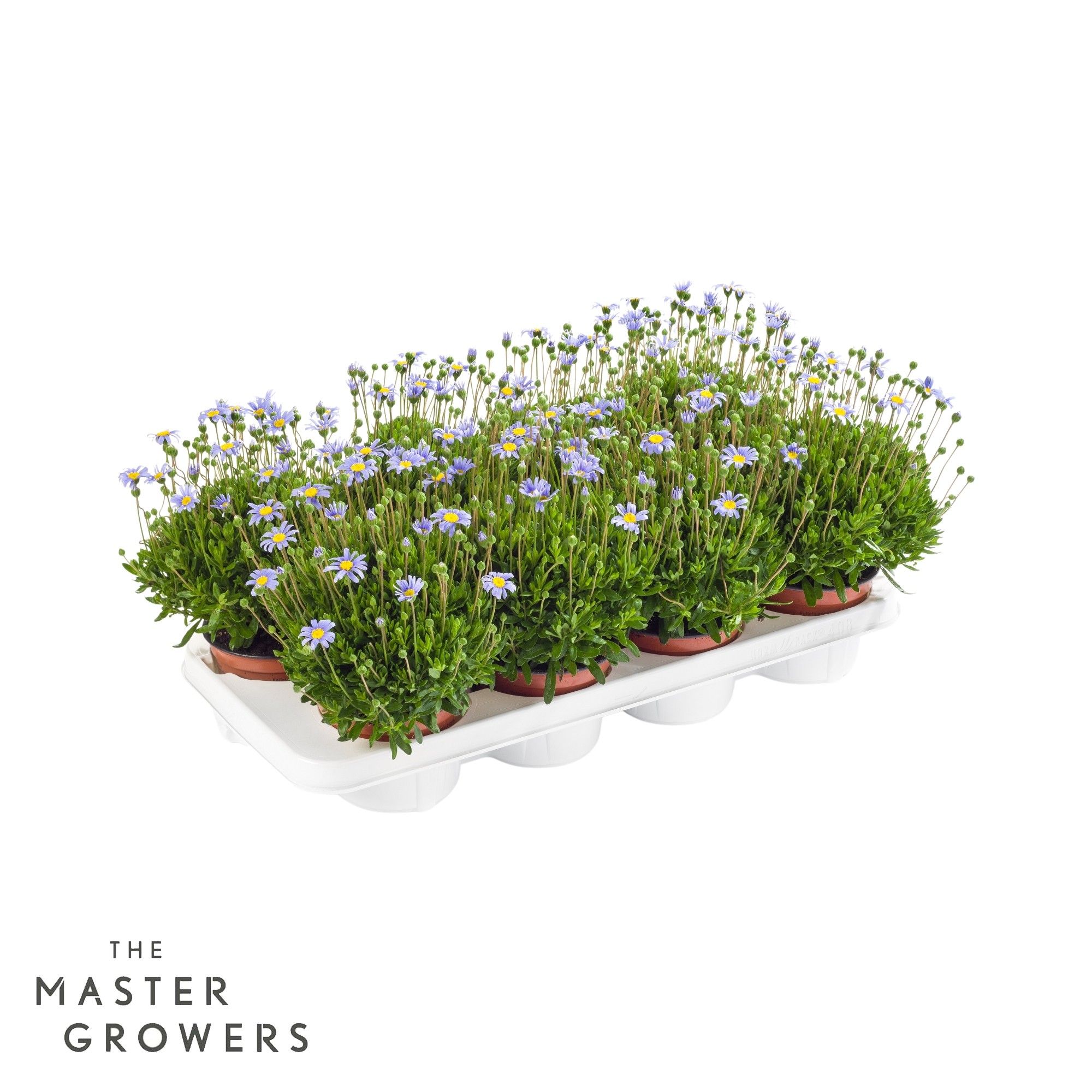 Felicia 'Felicitara, D 12