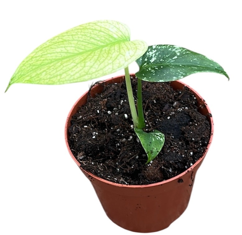 Monstera Mint, D 8 cm