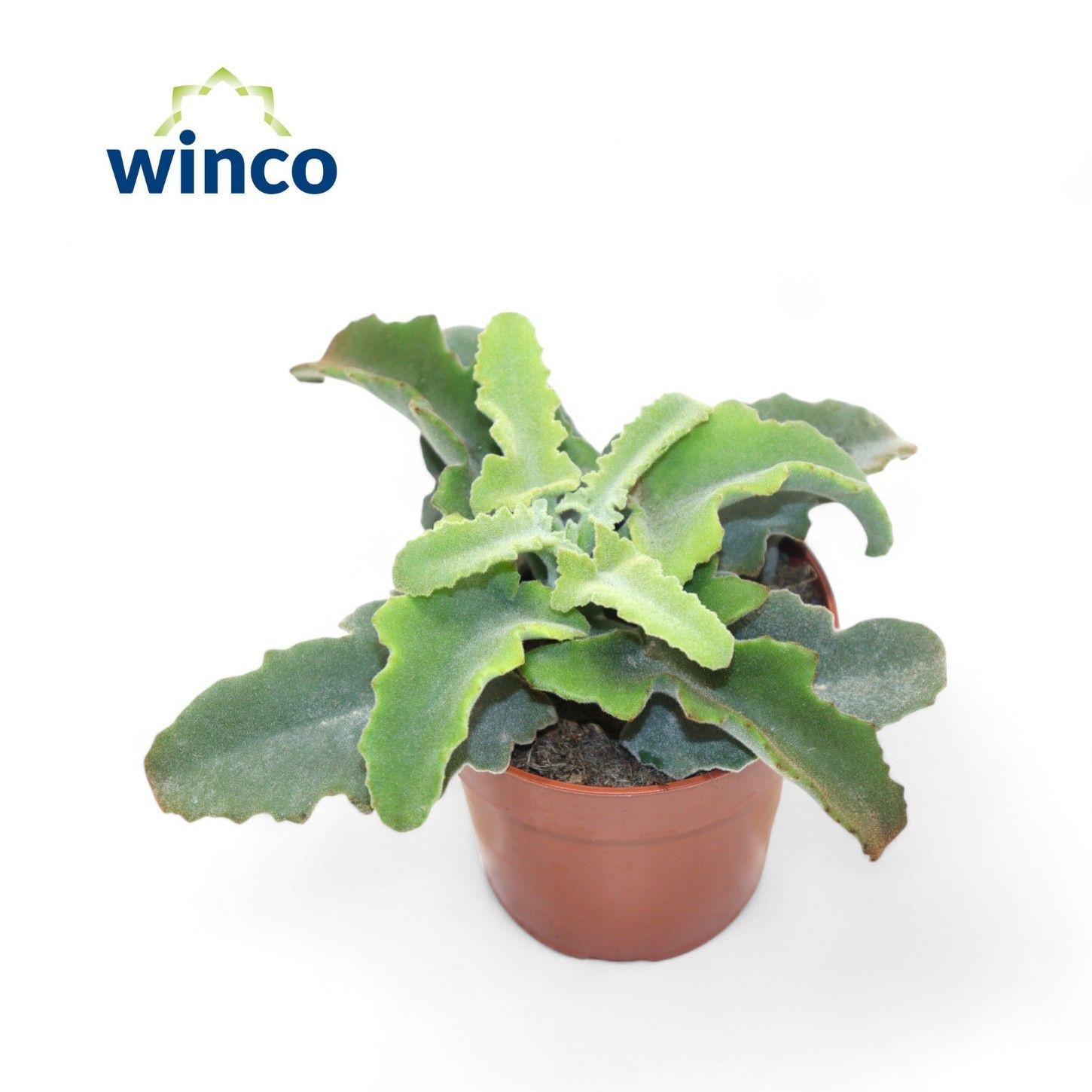 Kalanchoe Maltese Cross, D 8,5