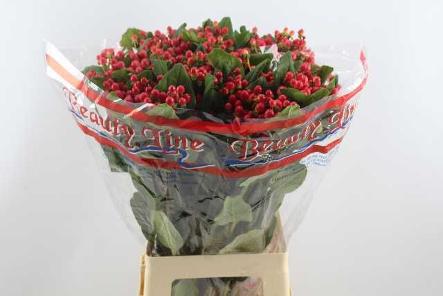 Гипперикум Глобо Панч 70, шт.