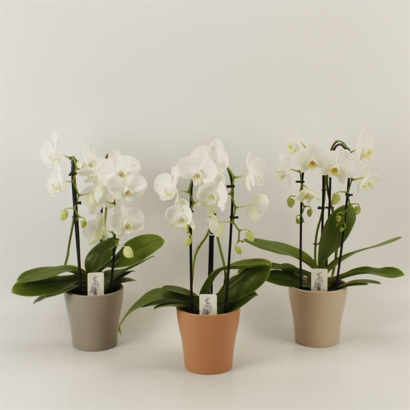 Phalaenopsis Elegant Cascade Duoboga wit in Rentree keramiek, D 12 cm
