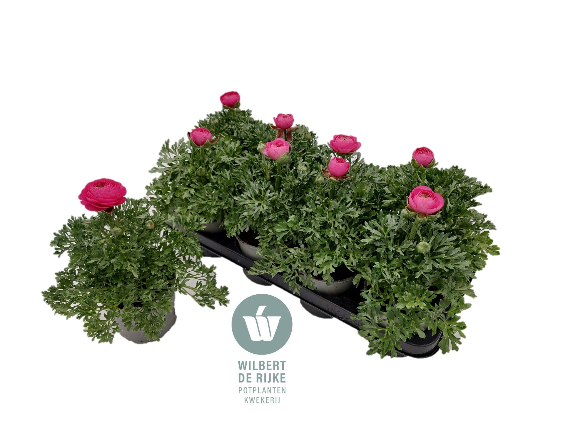 Ranunculus Roze (Ranonkel), D 12