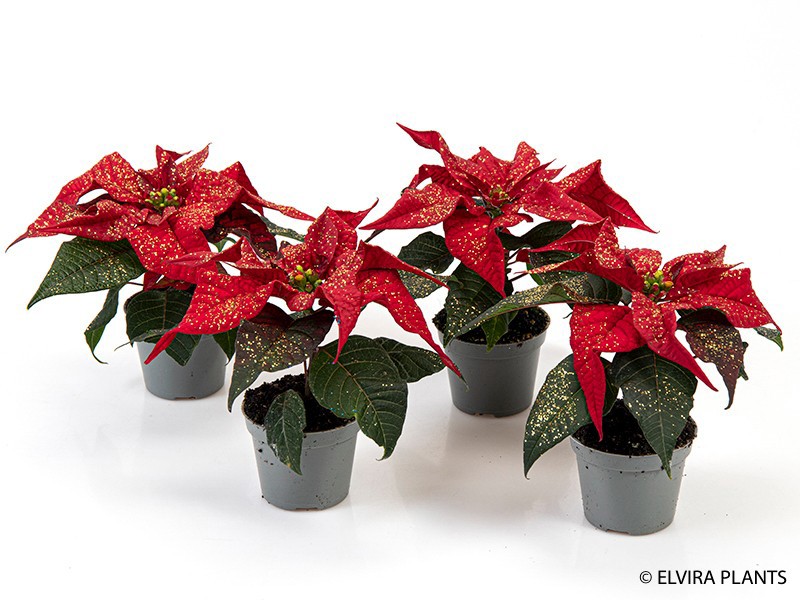 EUPHORBIA PULCHERRIMA 'MINI', D 6 cm