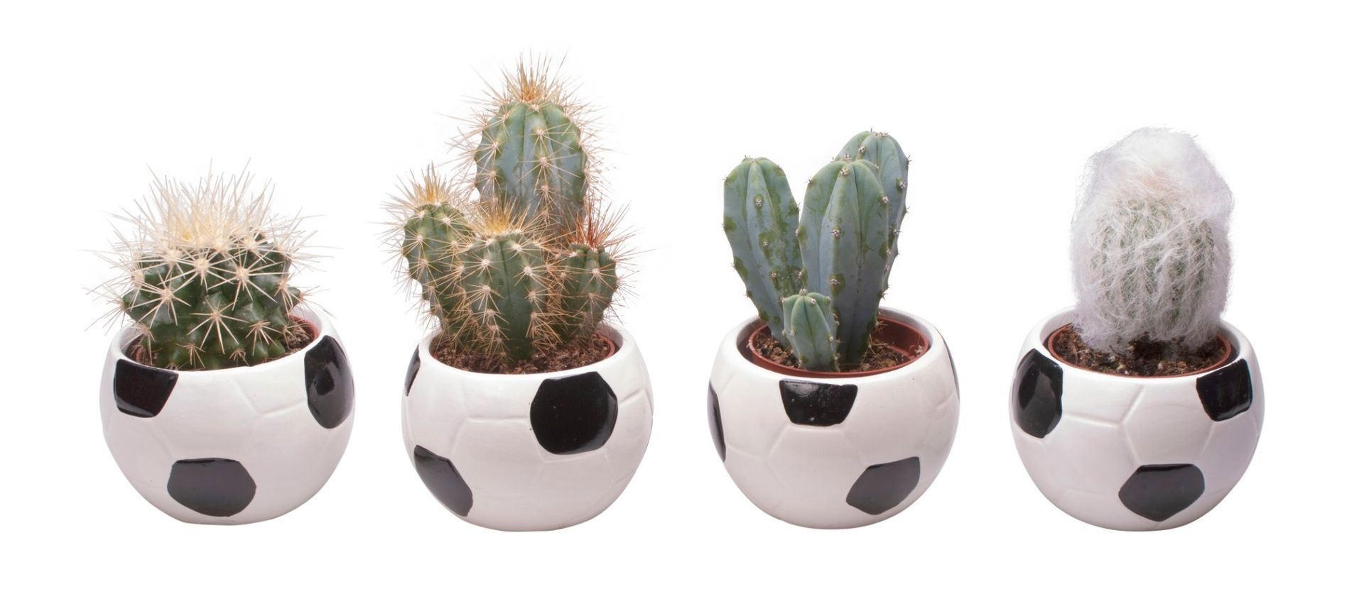 L 673 Football with Cactus Mix, D 6
