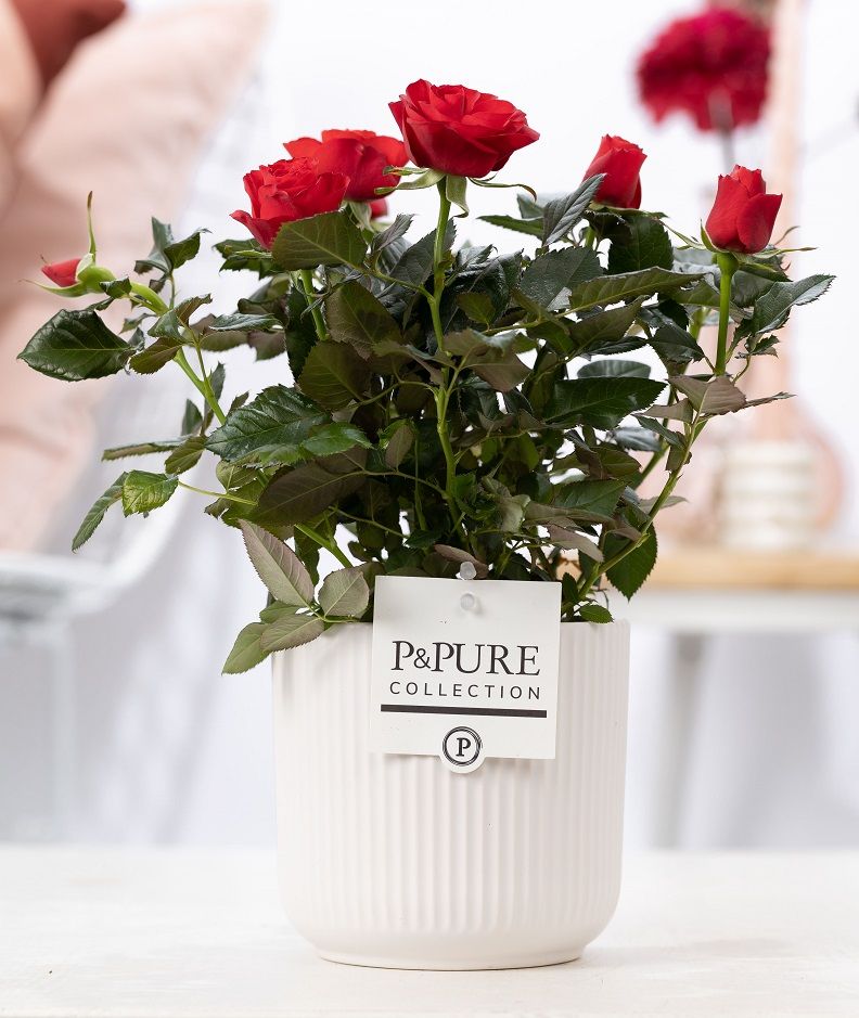 Rosa red in P&PURE Sophie ceramics white, D 12