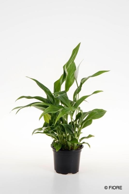 SPATHIPHYLLUM WALLISII 'TANGO', D 9