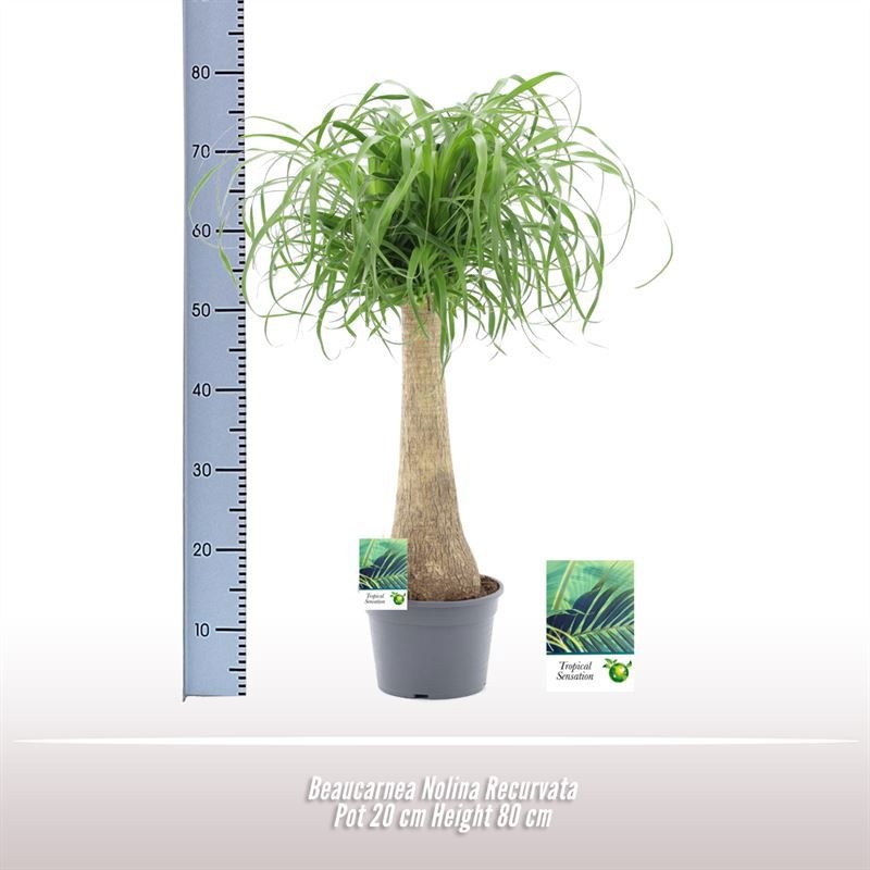 Beaucarnea Nolina Recurvata, D 20 cm