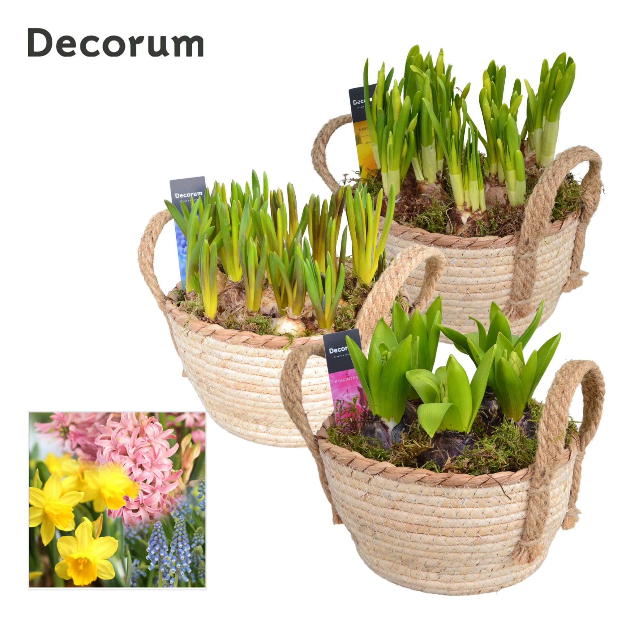 Bollenmix Mand met Hengsels HL13783B, D 18