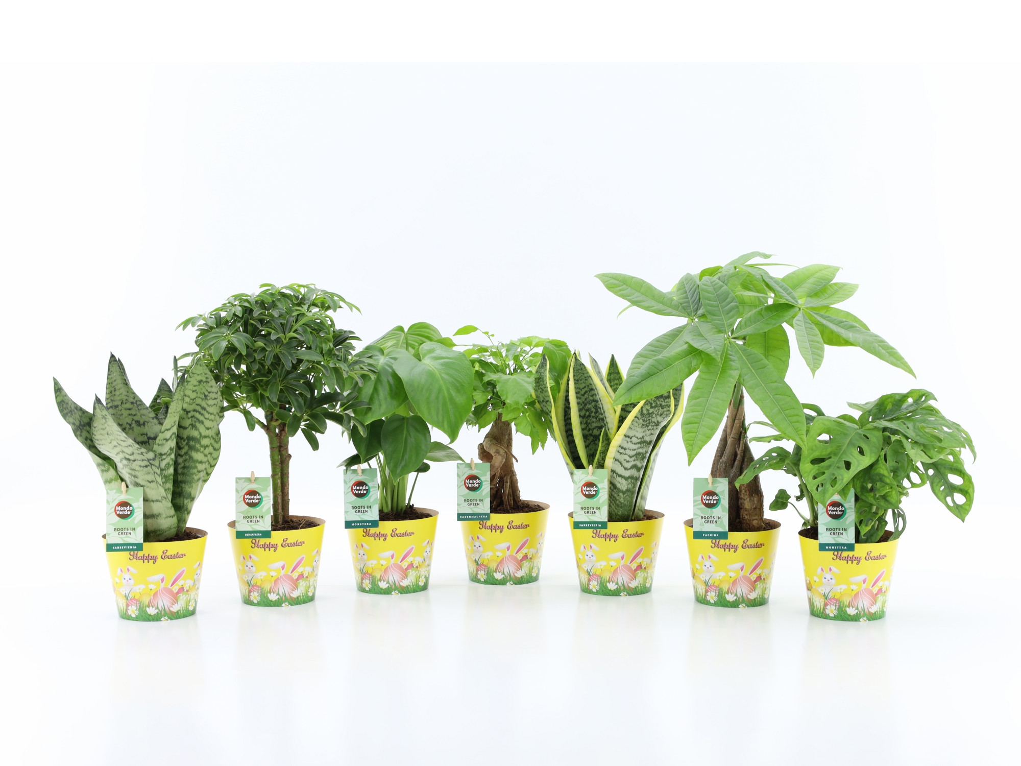 Easy to Care Mix in Potcover Pasen, D 12