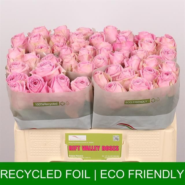 Роза од. Хайди 50, шт.