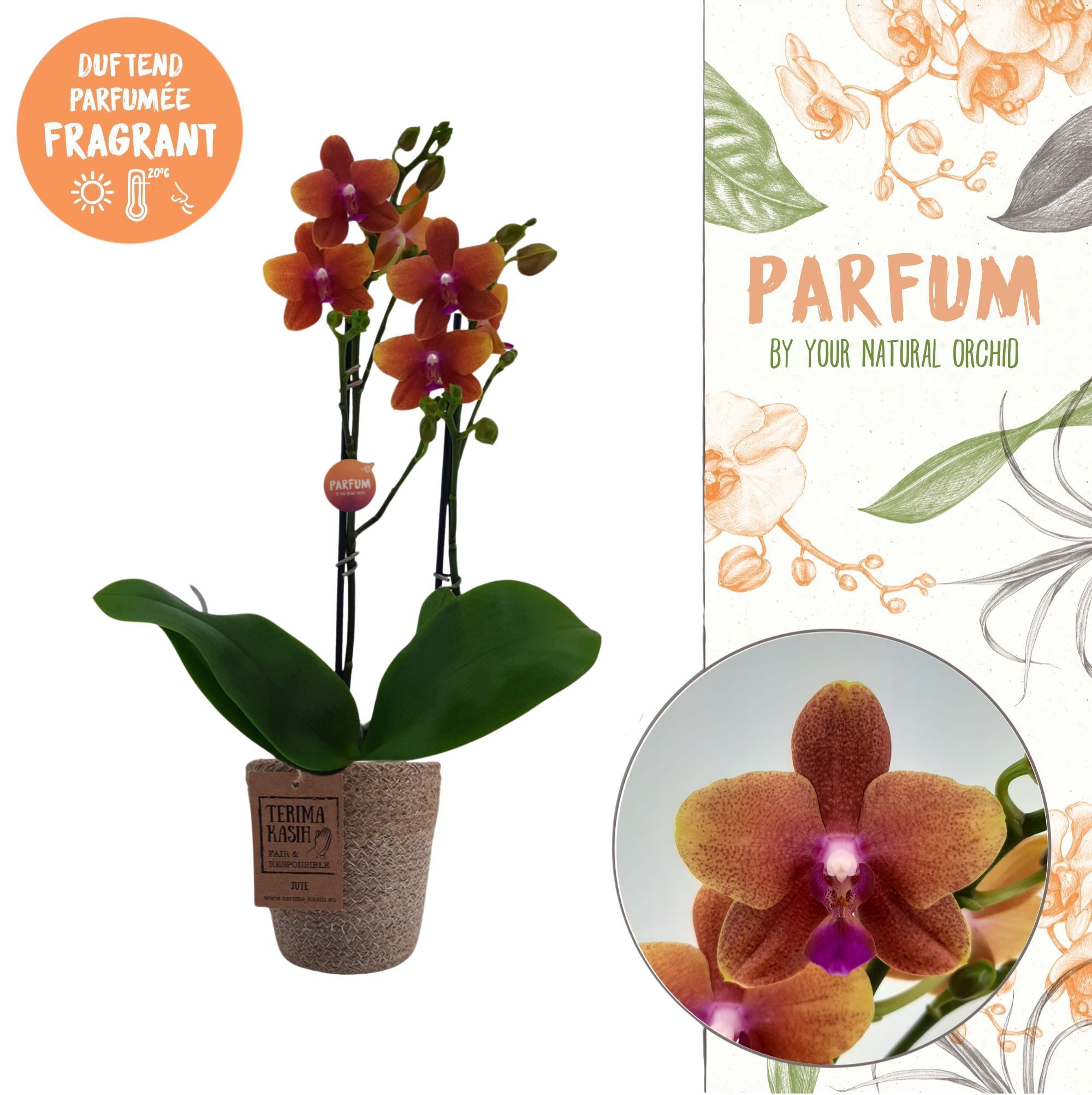 Parfum | Bolgheri 2 spike | Terima Kasih, D 12