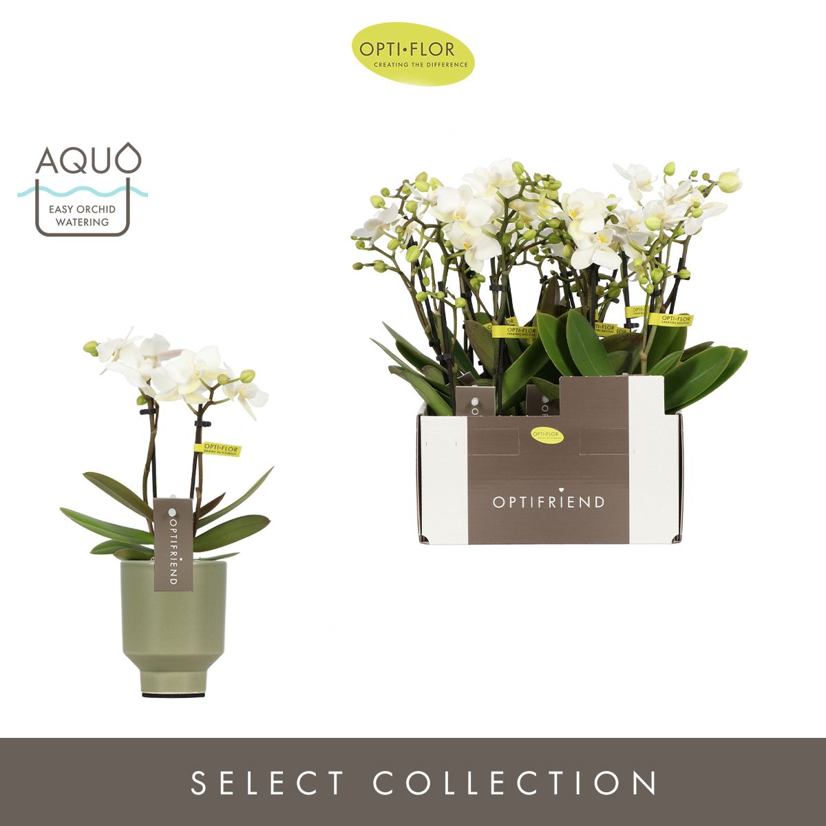 Optifriend Sandra 2 spike in Emilia Green Aquo, D 7 cm