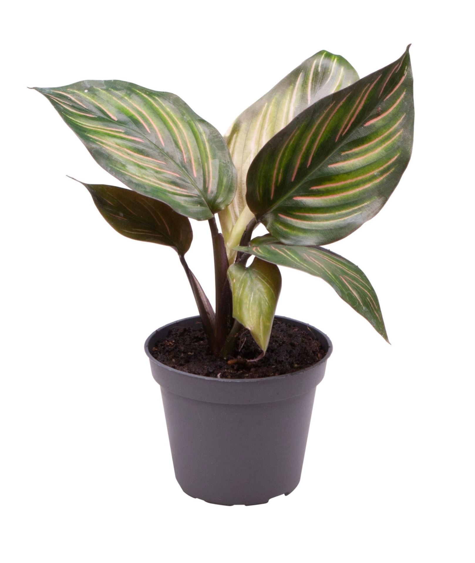 Calathea Mieli, D 6