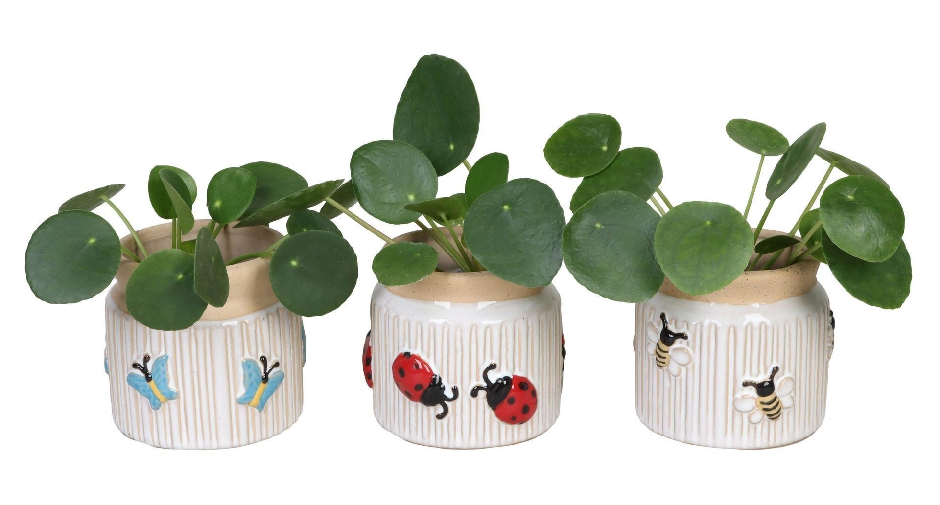 L 66633 with Pilea Peperomioides Mix 6 cm, D 6