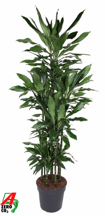 Dracaena Janet Lind 120-carrousel, D 34