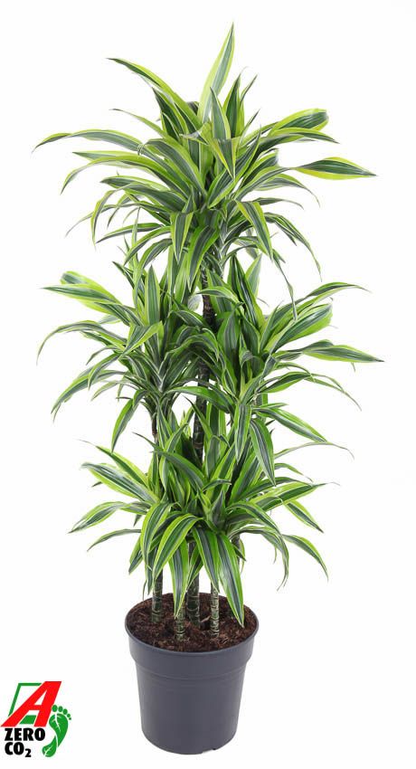 Dracaena Lemon Lime 90-carrousel, D 31