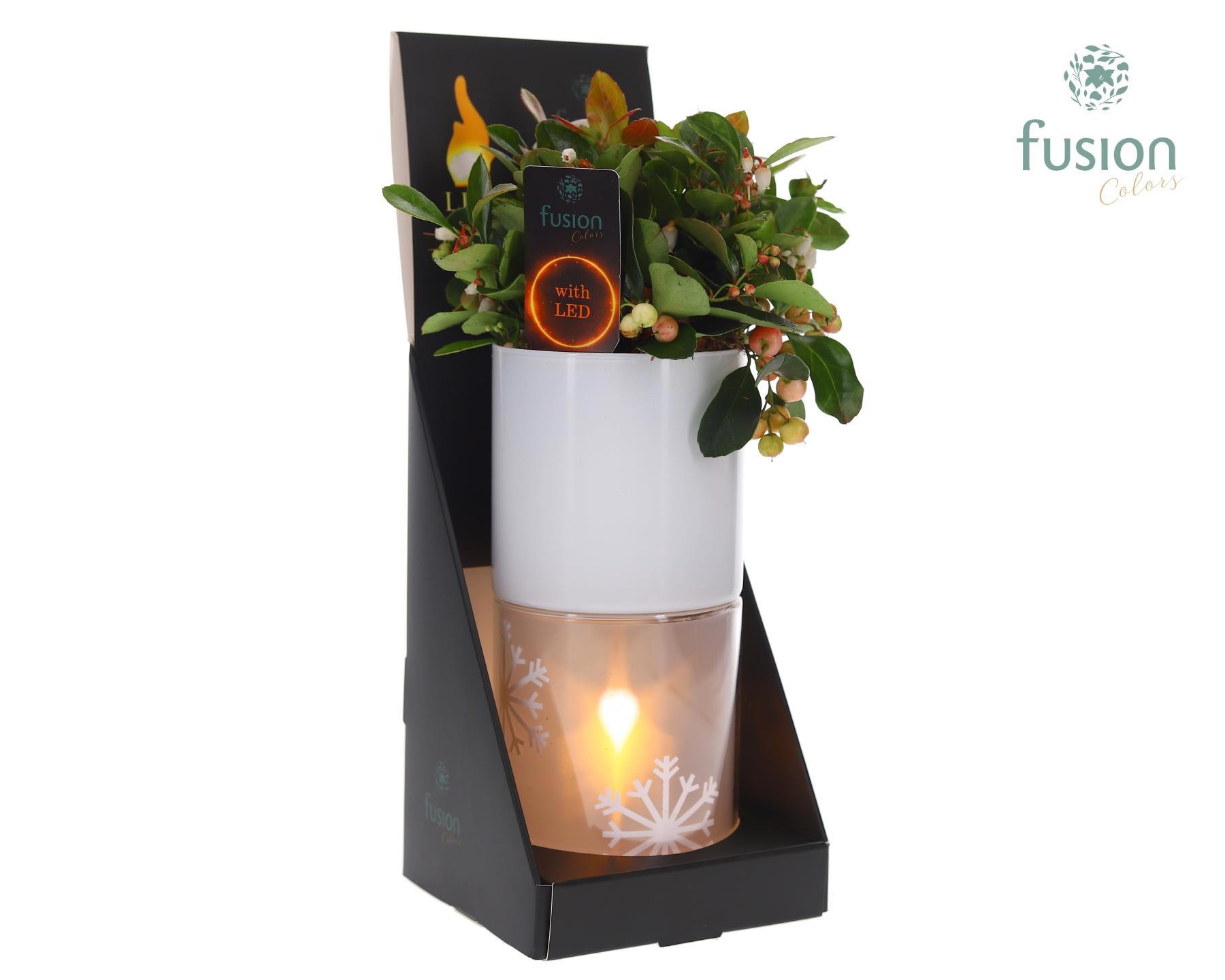 Glas tube Led planter groot met Gaultheria, D 11 cm Glas tube Led planter groot met Gaultheria, D 11 cm