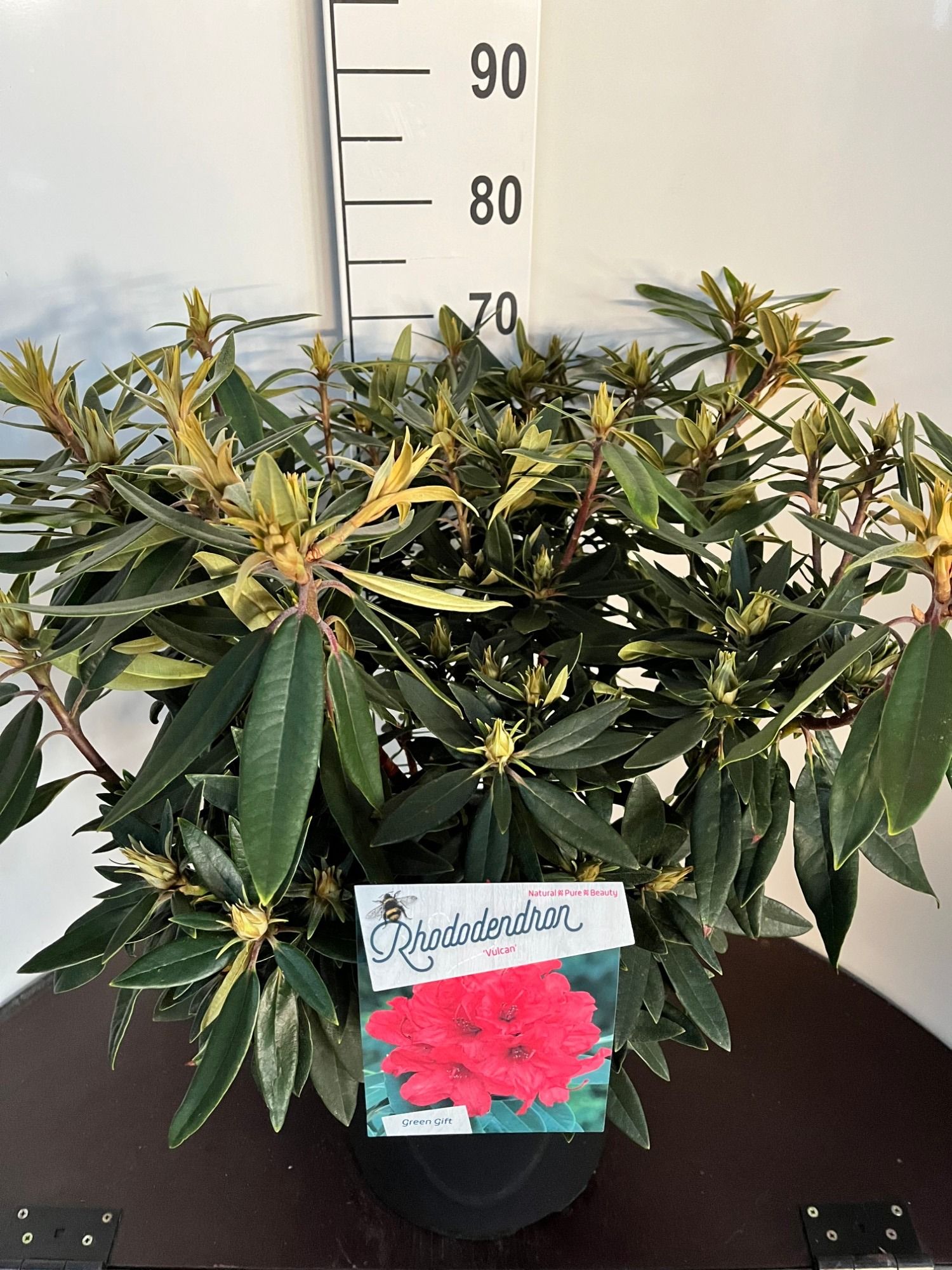 Rhodo. 'Vulcan', D 37