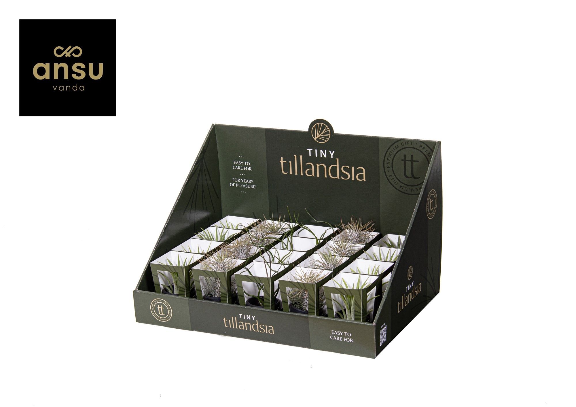 Tiny Tillandsia Mix zwarte pot, D 6