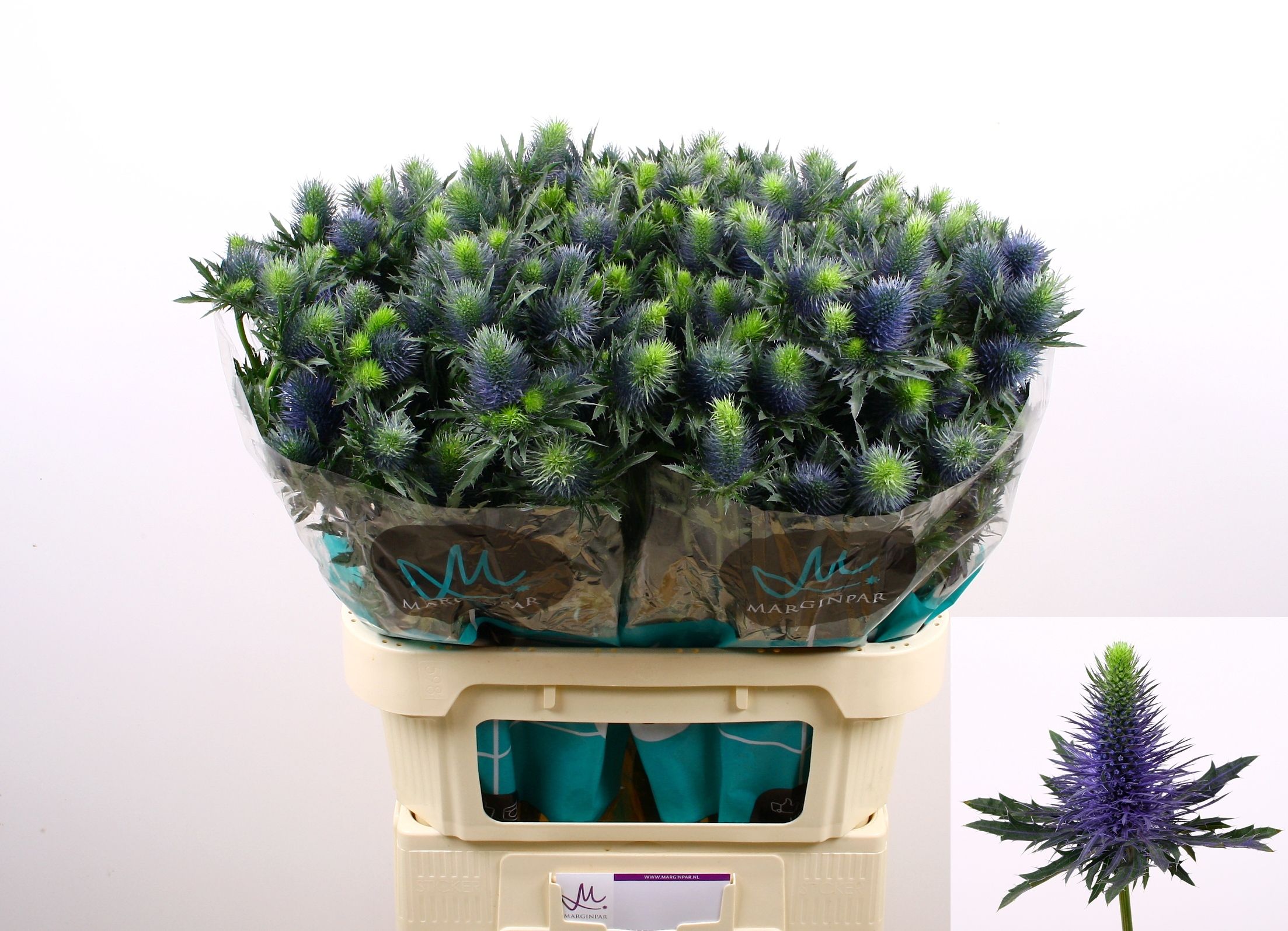 Эрингиум Супернова Кьюстар 80 (син.), шт.