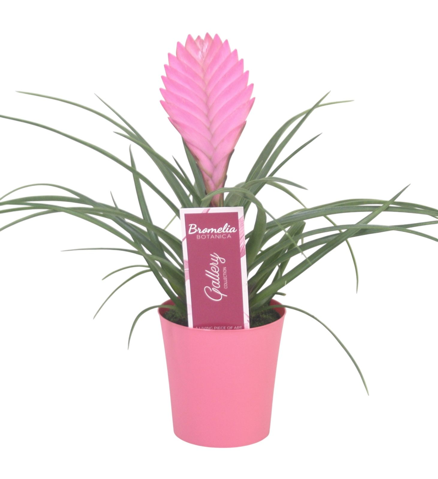Tillandsia cyanea 'Anita' in roze kunststof pot, D 10