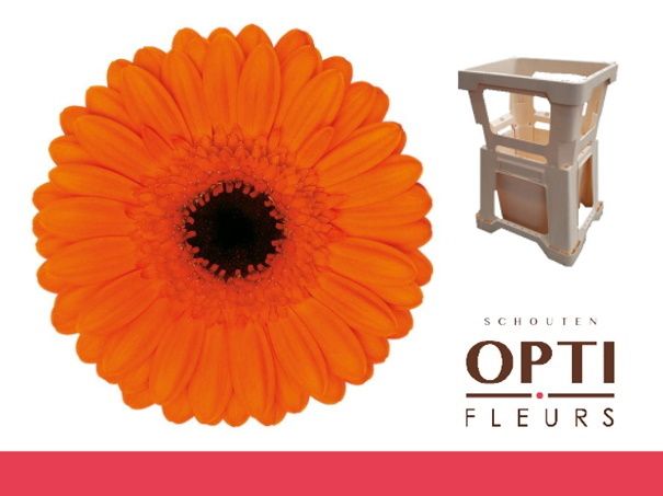 Гермини Карамба, шт.