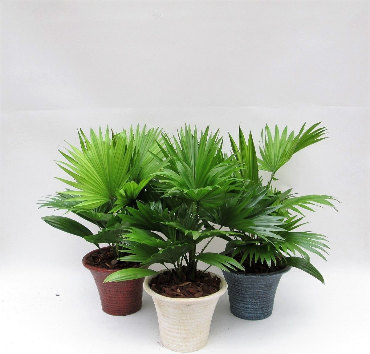 Livistona rotundifolia hosta small met schors, D 19